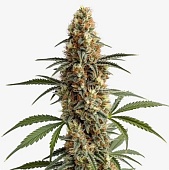 картинка Mamba Negra от магазина Semki