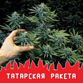 картинка Татарская Ракета от магазина Semki