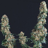 картинка Gorilla fem от магазина Semki