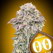 картинка Mimosa от магазина Semki