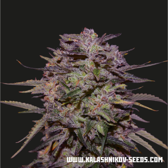 картинка Purple Russian Express от магазина Semki