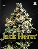 картинка Jack Herer от магазина Semki