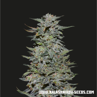 картинка Boy Scout Cookies от магазина Semki