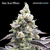 картинка Auto Acai Mintz от магазина Semki
