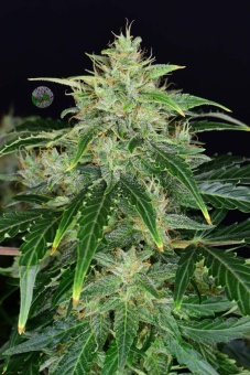 картинка CBD Auto 20:1 от магазина Semki