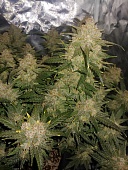 картинка West Coast O.G. Auto от магазина Semki